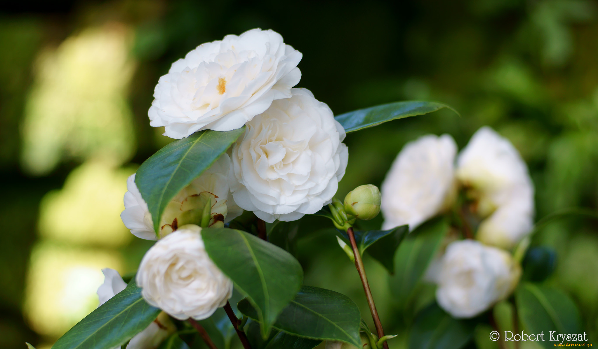 , , , , , , , camellia, leaf, bud, flowering, shrubs